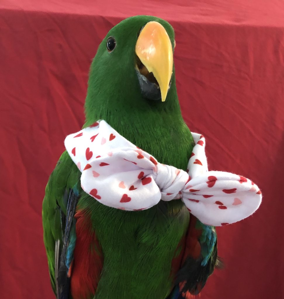 Green Bean the Parrot wearing a tie