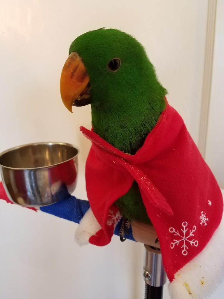 Green Bean the Parrot wearing a red cape