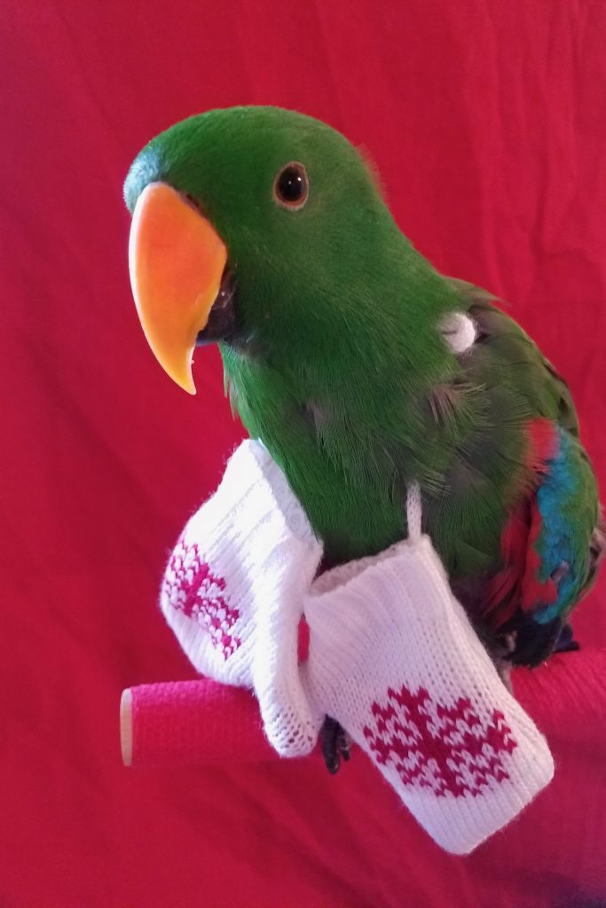 Green Bean the Parrot wearing white mittens