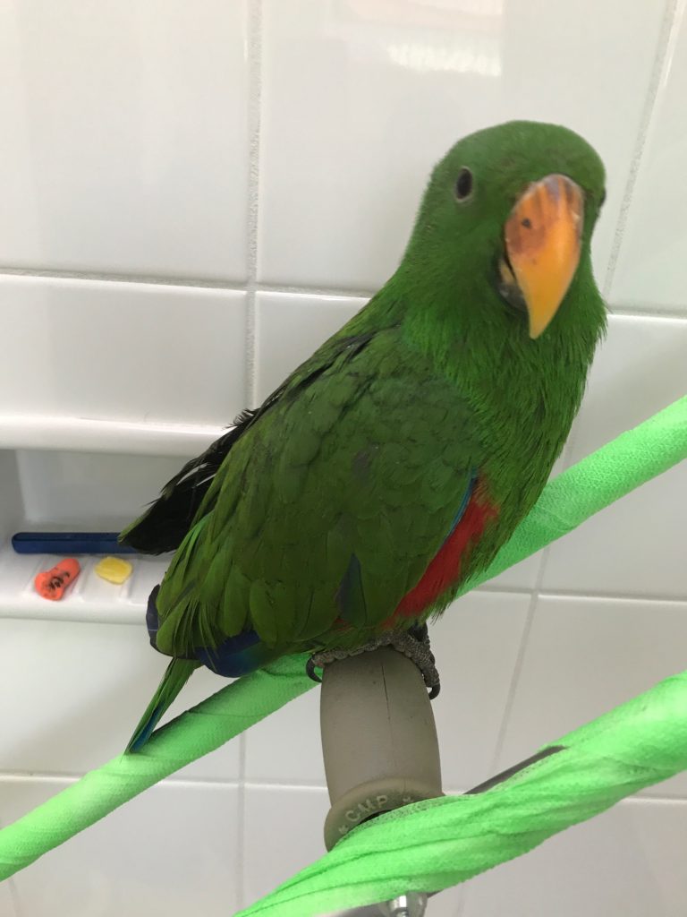 Green Bean the Parrot