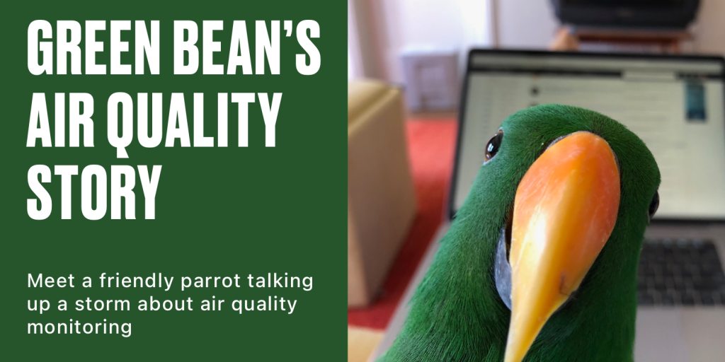 Interview with Green Bean the Parrot  (with Victoria K) - Local Haze blog